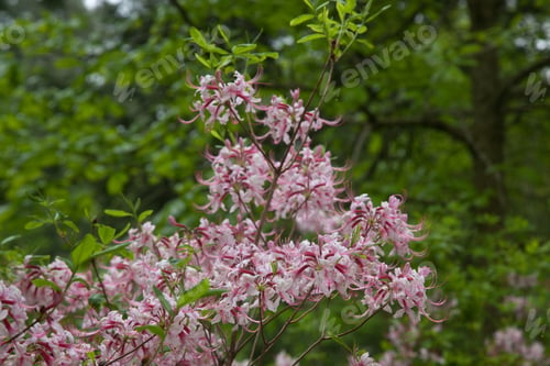 Preview: Pink Flowers On A Bush Outside