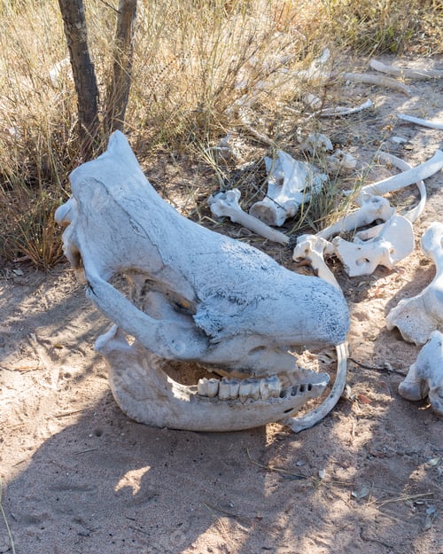 Preview: Skull Of Single Large Large Rhino Or Rhinoceros In Matobo National Park In Zimbabwe In Southern