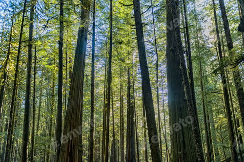 Preview: Natural Beauty In Vancouver Island - Sunlight Lay Down In Avatar Grove 1. Vancouver Island British