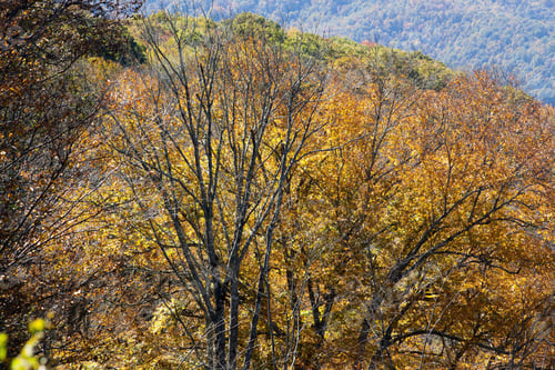 Preview: Autumn Tree Leaves Showing Their Colors