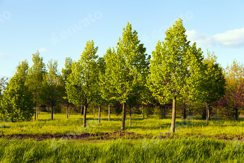 Preview: Trees Planting