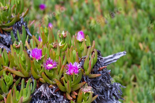 Preview: Close Up Of Blooming Flowers On Coastal Succulent Ground Cover Plants