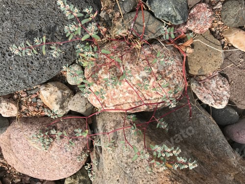 Preview: A Pile Of River Rocks 9049