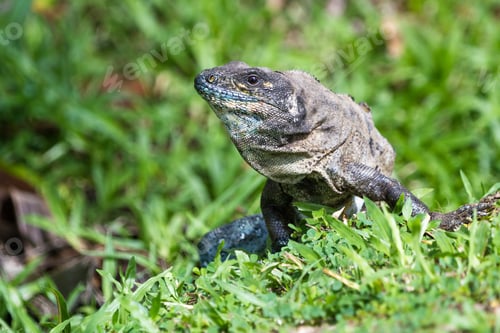 Preview: Spiny Tail Iguana Walking On The Ground In The Pacific Costa Rica