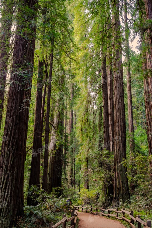 Preview: Old Growth Coast Redwood Forest Of Muir Woods National Monument, California, Usa