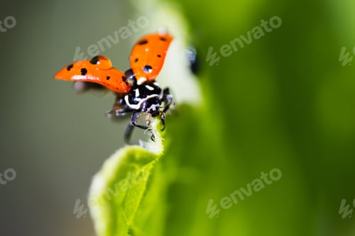 Preview: Close Up Of An Orange Ladybug With Water Drops On It Standing On A Green Leaf For Contrast