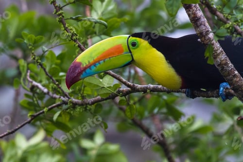 Preview: Close Up Of A Keel Billed Toucan Perched On A Tree Branch In Tropical Costa Rica
