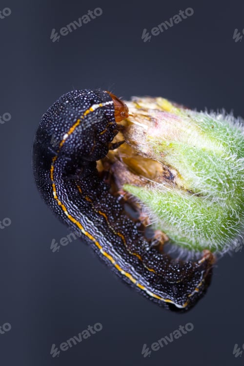 Preview: Close Up Of A Small Tropical Catterpilar Walking On A Green Flower Bud