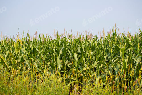 Preview: Corn In A Field Ready To Be Harvested