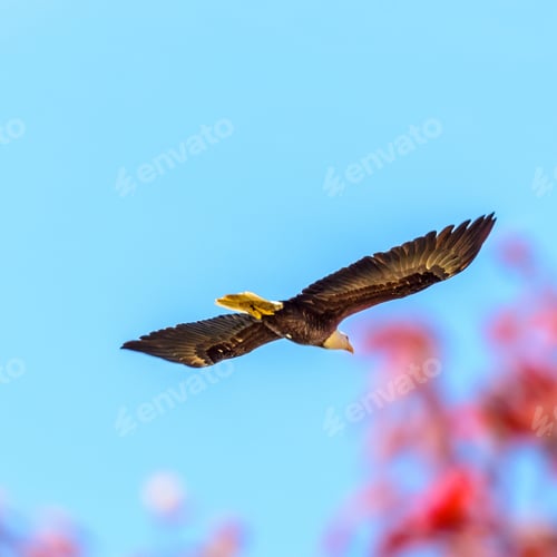 Preview: A Bald Eagle Flying (Lat. Haliaeetus Leucocephalus) In Vancouver, Canada.