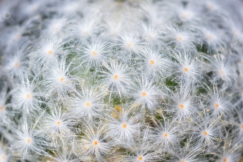 Preview: Close Up Detail Of An Ornamental Cactus For A Texture Background