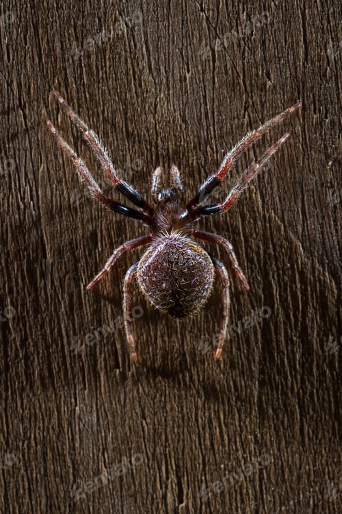 Preview: Close Up Of A Small Tropical Spider With Red And Yellow Stripes And The Classic Arachnid Shape
