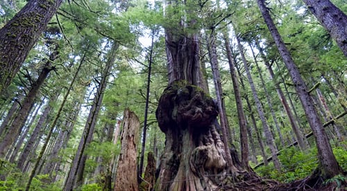 Preview: Natural Beauty In Vancouver Island Series 2 - "Gnarliest Tree" In The Old Growth Forest. Upper