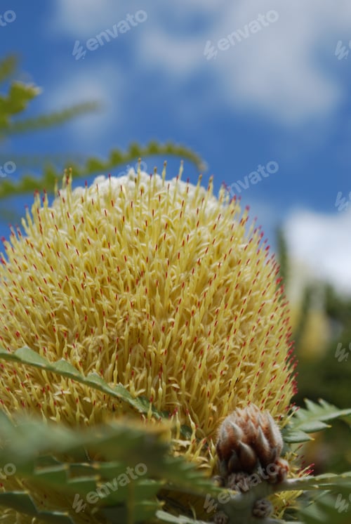 Preview: Golden Yellow Protea Flower Blossom Flowering.
