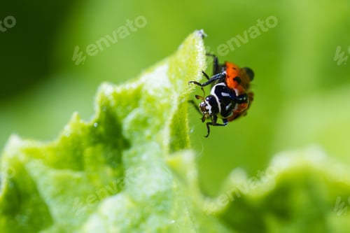 Preview: Close Up Of An Orange Ladybug With Water Drops On It Standing On A Green Leaf For Contrast