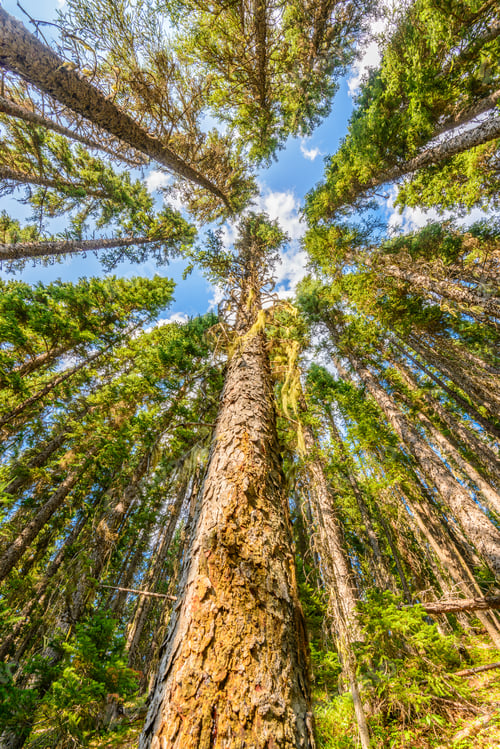 Preview: Beautiful Golden Summer Fir Forest With Brown Bark. Top Of The Trees.
