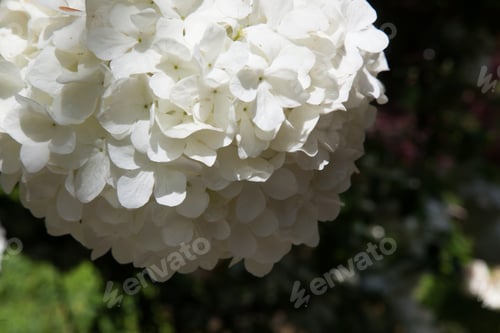 Preview: White Flowers From The Chinese Snowball Tree