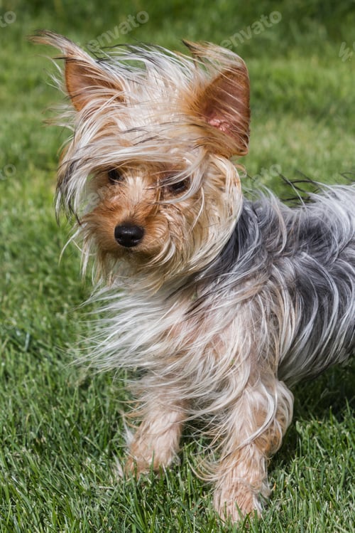 Preview: Small Young Yorkshire Terrier Puppy With Long Hair Blowing In The Wind
