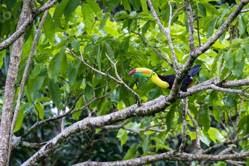 Preview: Keel Billed Tucan Perched On A Tree In The Rainforest Of Costa Rica