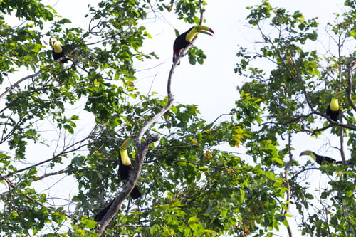 Preview: Group Of Colorful Toucans Perched On Madrone Trees In The Rainforest Of Costa Rica