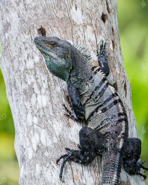 Preview: Spiny Tail Iguana Up A Tree In The Pacific Costa Rica