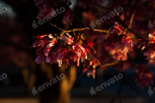 Preview: Cherry Tree With Flowers