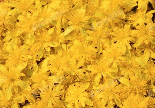 Preview: Blooming Yellow Flowers Of The Raisin Bush (Wild Flowers) During African Spring.