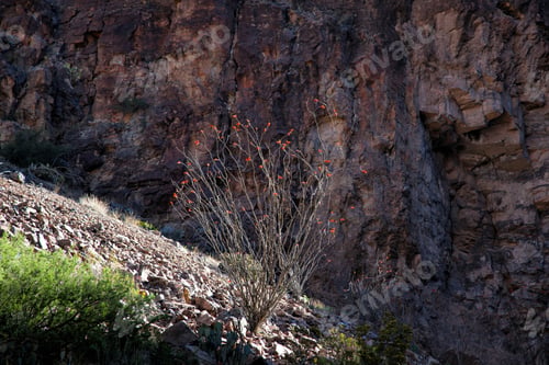 Preview: Ocotillo Cactus With A Desert Wall In The Background