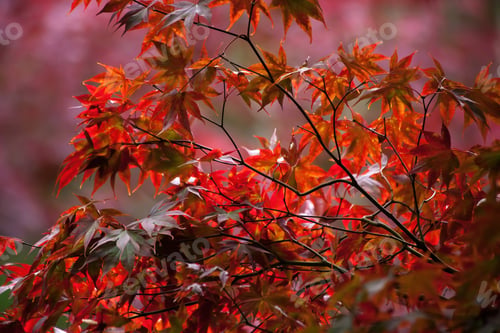 Preview: Colorful Fall Leaves Outdoors On A Tree