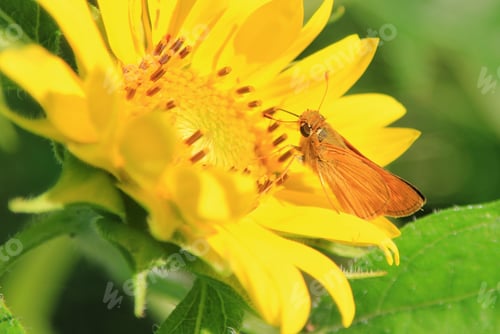 Preview: Sunflower Background - Colors In Nature And Insect Pollination - Happy Times