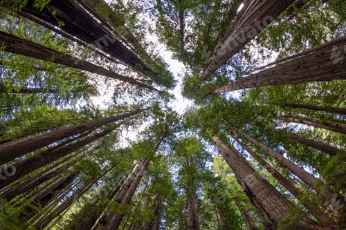 Preview: Tall Towering Trees Reaching Towards The Sky In The Redwood National Park In Northern California