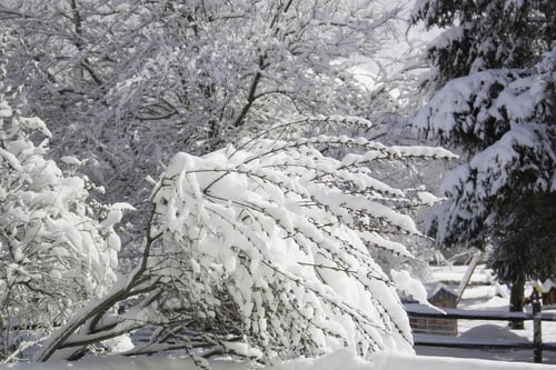 Preview: Winter Trees Covered By A Load Of Snow