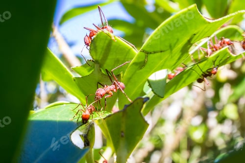 Preview: Leaf Cutter Ants Stripping Down A Decorative Plant In The Costa Rican Rainforest