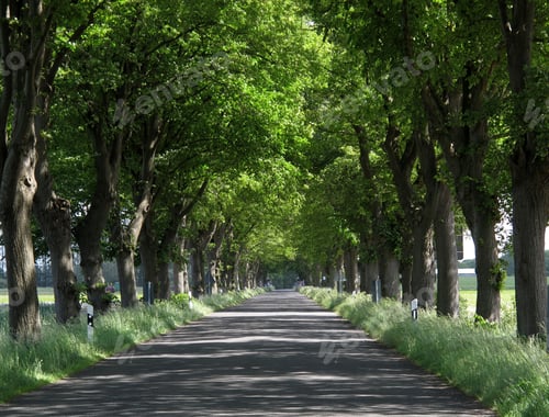 Preview: Norther German Road Lined With Trees In June
