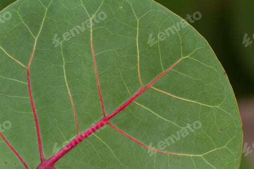 Preview: Close Up Of A Leaf With Bright Red Veins In A Rain Forest