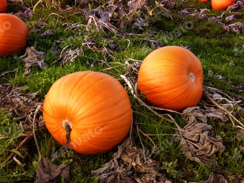 Preview: Fresh And Beautiful Big Pumpkin Ready To Harvest, Victoria Bc Canada 2.