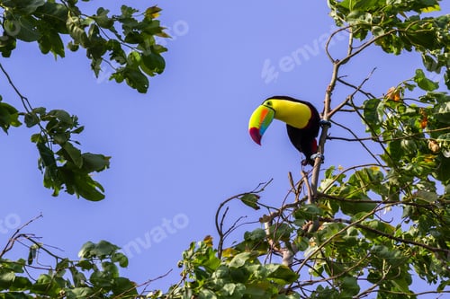 Preview: Keel Billed Toucan Perched On A Tree In The Tropical Rainforest Of Costa Rica