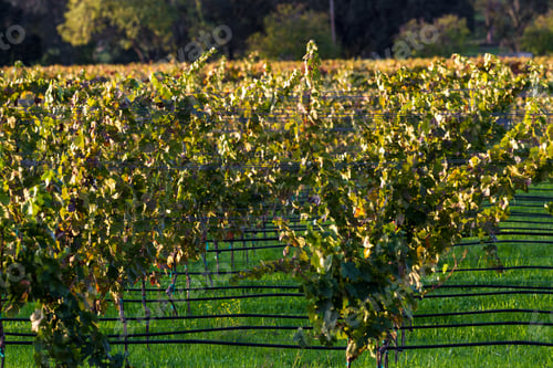 Preview: Beautiful Autumn Scene With Grape Leaves Changing Colors On The Vines In November