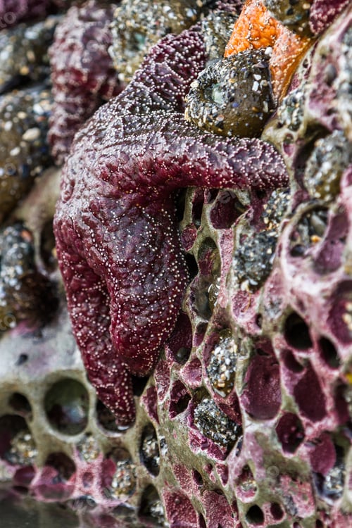 Preview: Close Up Of A Purple Ochre Sea Star Clinging To A Rock In The Southern Oregon Coast Exposed By The