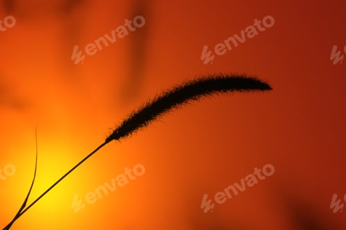 Preview: Nature Background - Wild Grass Colors From The Outdoors - Delicate Life