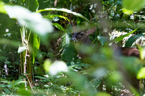 Preview: Four Point Buck Hidden In The Tropical Rain Forest Of Costa Rica. The White Tailed Deer Is The