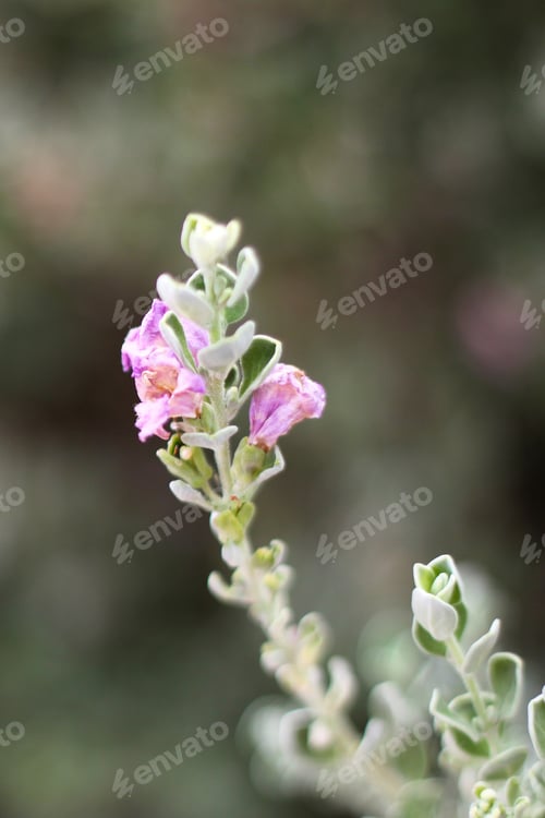 Preview: A Leucophyllum Fructescens Cenizo Plant With Purple Flowers 0796