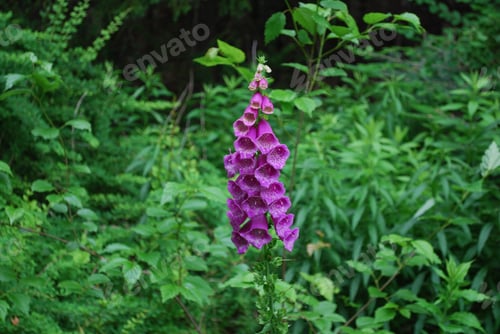 Preview: Flowering Purple Digitalis Flower In A Garden.