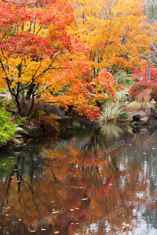 Preview: Colorful Autumn Leaves Reflected In Water