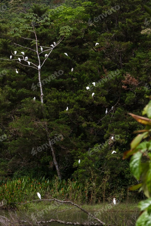 Preview: Group Of White Herons Perched On A Tree In The Rainforest Of Costa Rica
