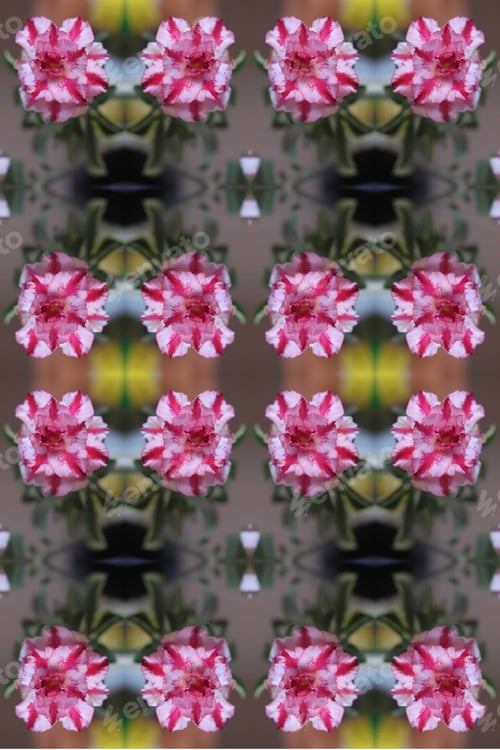 Preview: A Closeup Of An Adenium Plant With Double Bloom Pink And White Flowers