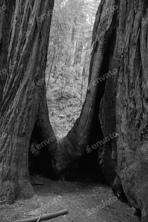 Preview: Redwood Trees In Black And White
