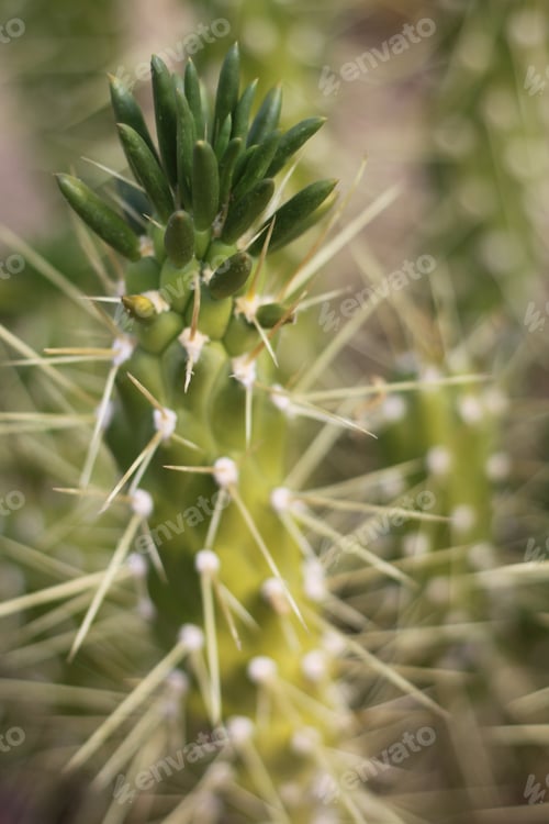 Preview: A Green Eve'S Needle Cactus Plant 0607