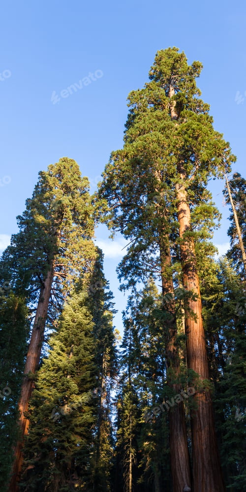Preview: Giant Trees In The Sequoia National Park In California