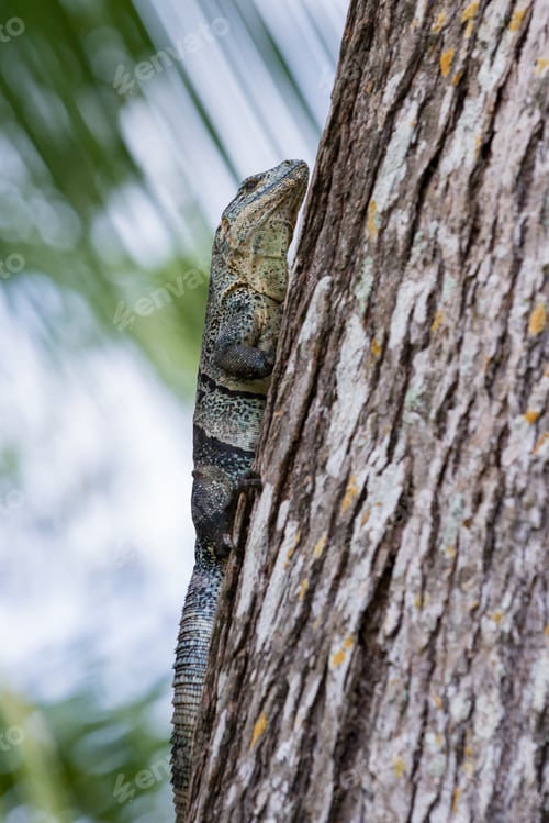Preview: Tropical Scene With A Spiny Tailed Iguana Climbing Up A Tree